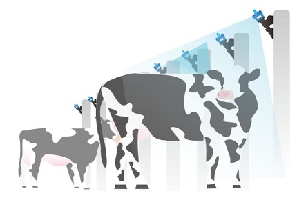 Держите своих коров прохладными этим летом-Visual-AI Spraying