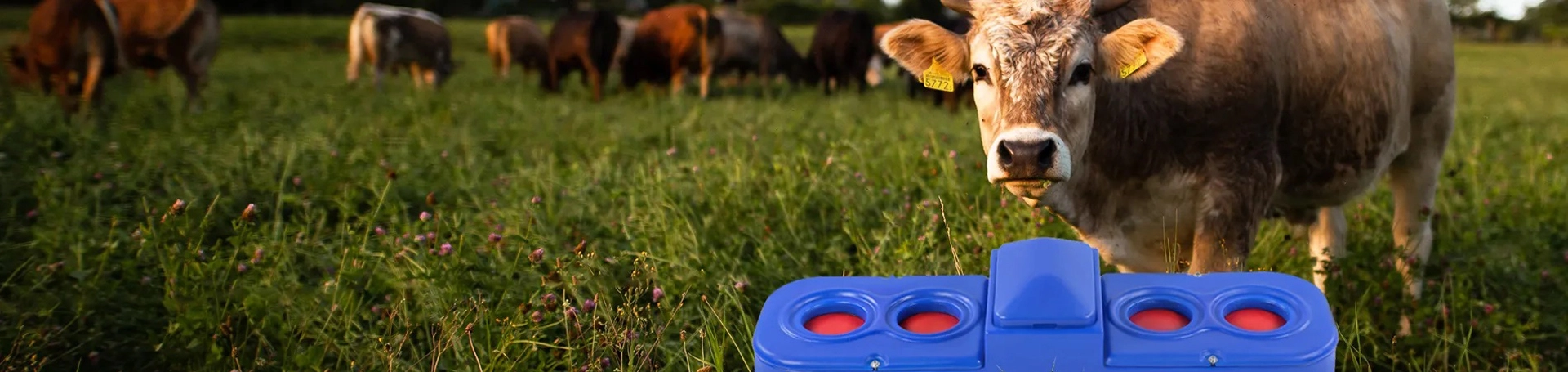 Животноводство оборудование