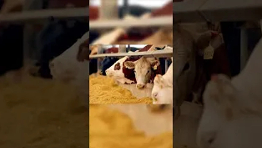 Лучше ли для крупного рогатого скота пить теплую или холодную воду зимой?