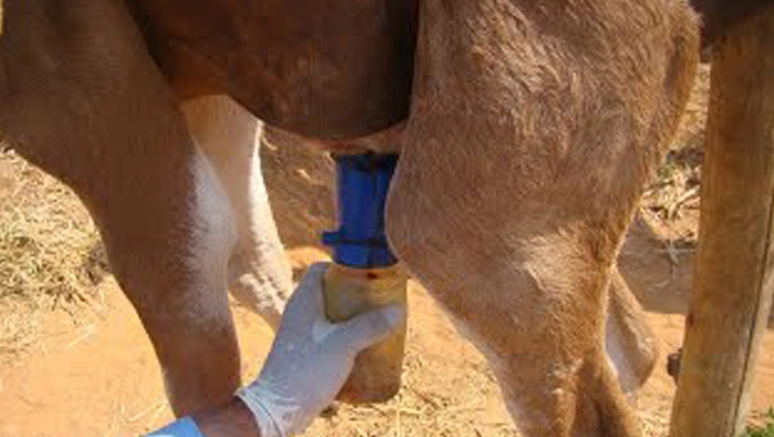 Чашка Соска Погружения, Чашка Non-Возврата Погружения, Пенясь Чашка Погружения