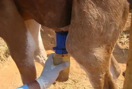 Чашка Соска Погружения, Чашка Non-Возврата Погружения, Пенясь Чашка Погружения