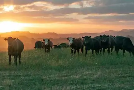 Поставщик оборудования для молочных ферм Несколько высококачественных молочных коров Terrui