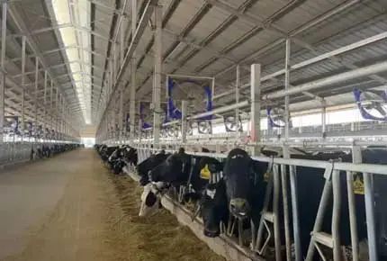 Опасности и решения аммиака в коровники: умное разведение для повышения качества и эффективности управления животноводство