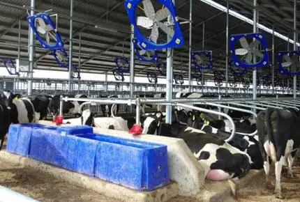 Лучше ли для крупного рогатого скота пить теплую или холодную воду зимой?