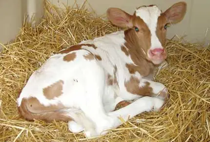 Бросьте в ручку соломку