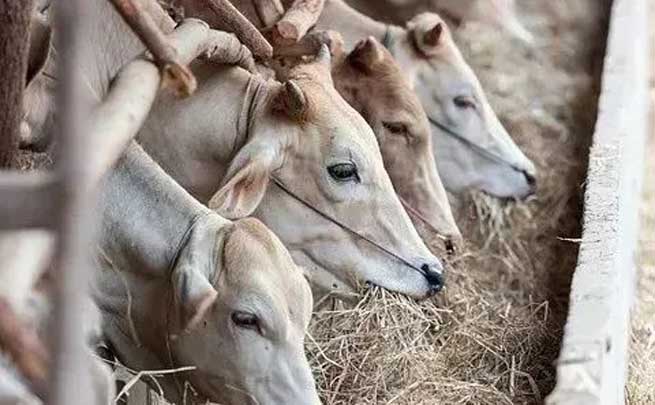 Why are Cows So Prone to Hoof Disease? How to Prevent? Why are Cows So Prone to Hoof Disease? How to Prevent?