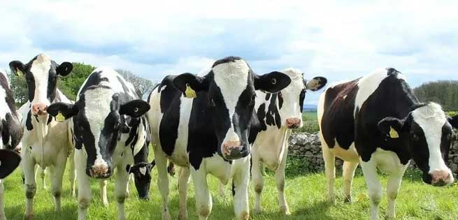Why are Cows So Prone to Hoof Disease? How to Prevent? Why are Cows So Prone to Hoof Disease? How to Prevent?
