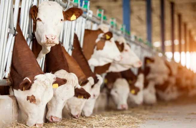 Hazards and Solutions of Ammonia Gas in Cowsheds: Smart Breeding to Improve the Quality and Efficiency of Livestock Management Hazards and Solutions of Ammonia Gas in Cowsheds: Smart Breeding to Improve the Quality and Efficiency of Livestock Management