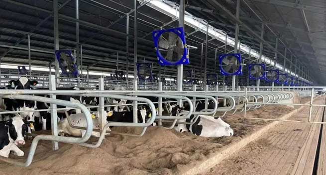 Industrial Fan Supplier Livestock Poultry Cooling Fan with EC Motor Wholesale Manufacture Terrui Industrial Fan Supplier Livestock Poultry Cooling Fan with EC Motor Wholesale Manufacture Terrui