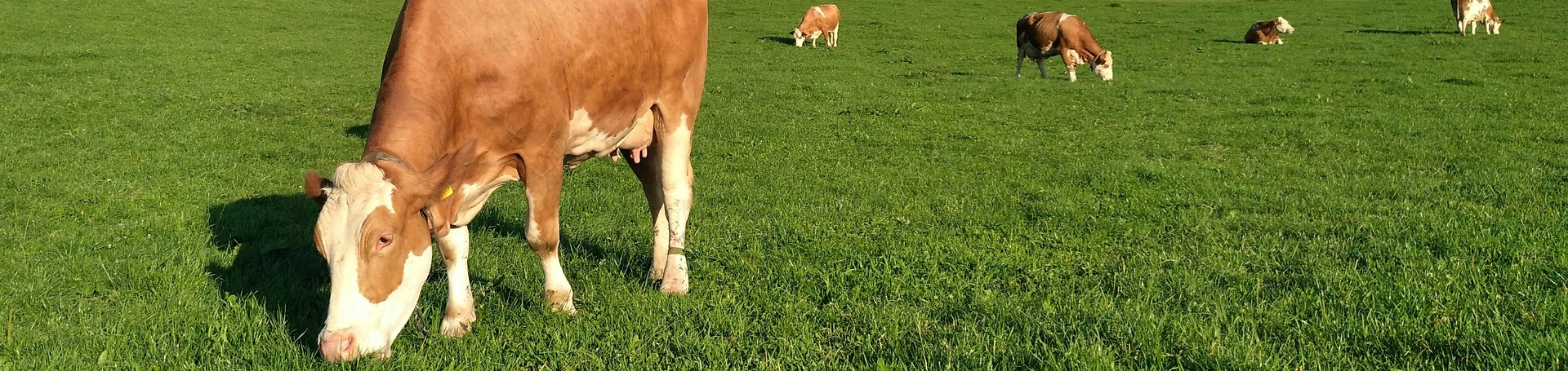 Инструменты молочной фермы