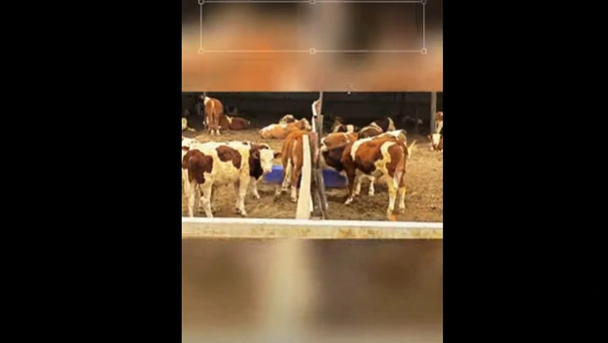 Терруи Корова Ва