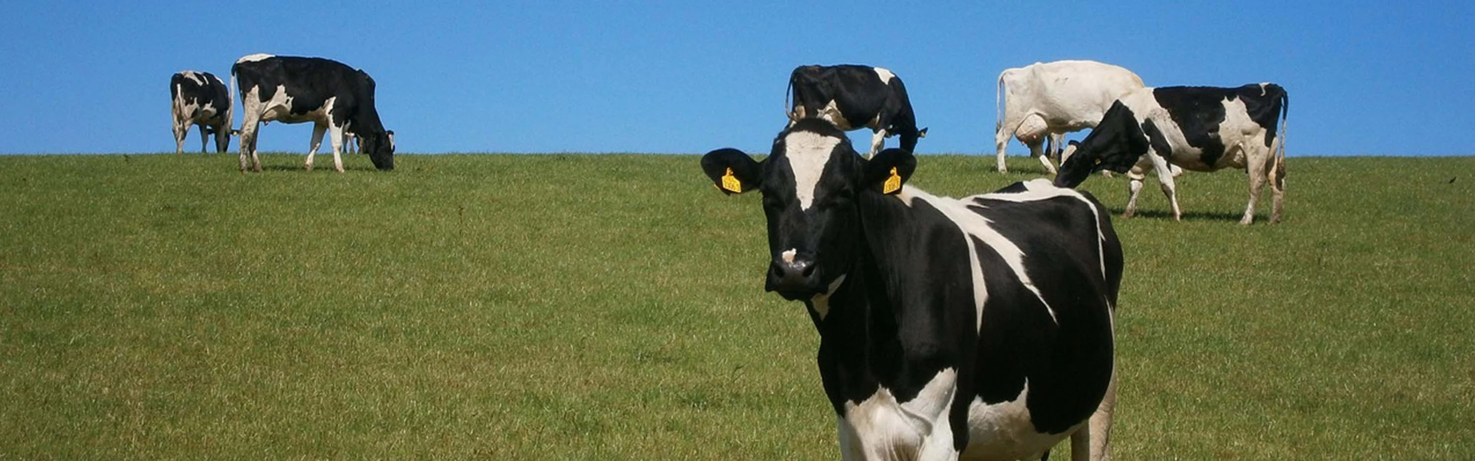 Почему выбирают Terrui в качестве производителя вентиляторов для птицы?