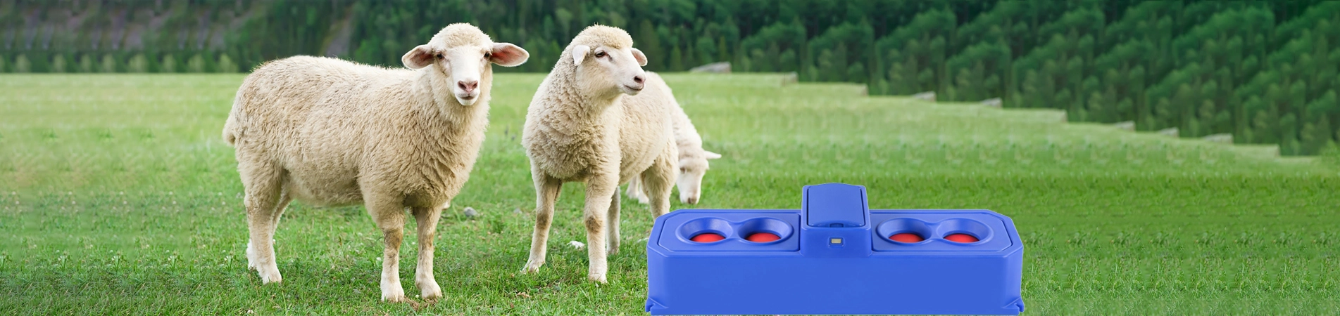 Поилка для овец и коз