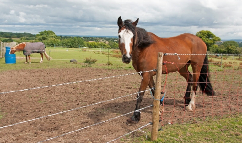 invisible-grassland-fencing-positive-effects-on-livestock_02.png invisible-grassland-fencing-positive-effects-on-livestock_02.png