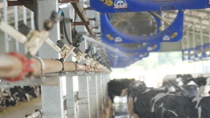 Система охлаждения молочной коровы