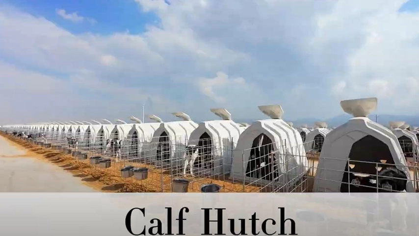 Terrui телячья клетка