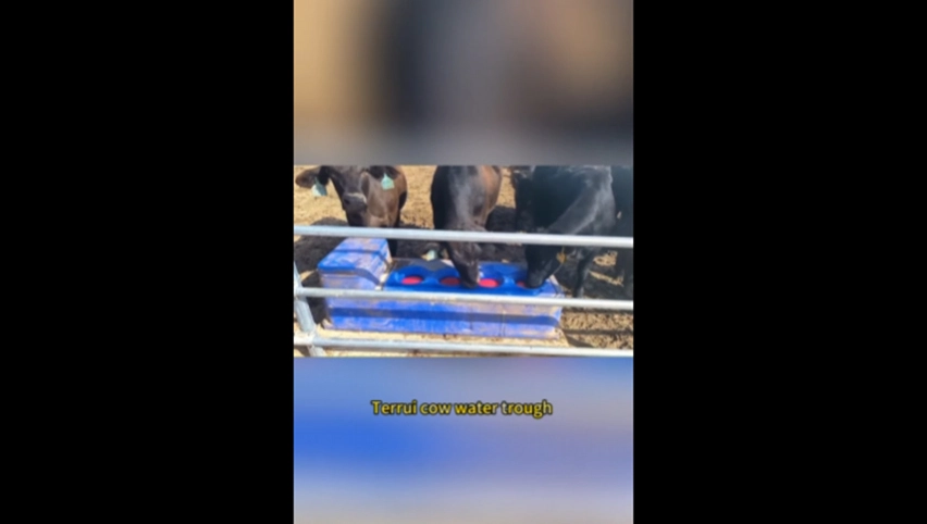 Корыто воды крупного рогатого скота