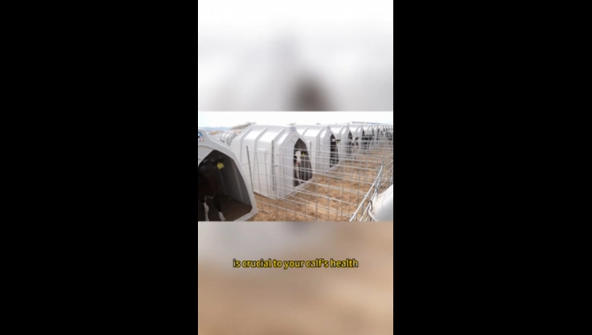 Клетка для телят Terrui