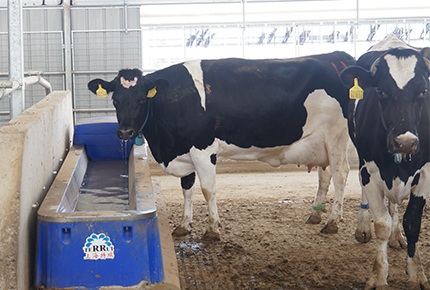 Как правильно кормить крупный рогатый скот летом: основные советы для фермеров крупного рогатого скота