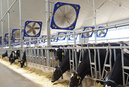 Девять основных принципов выбора вентилятора вентиляции молочной фермы