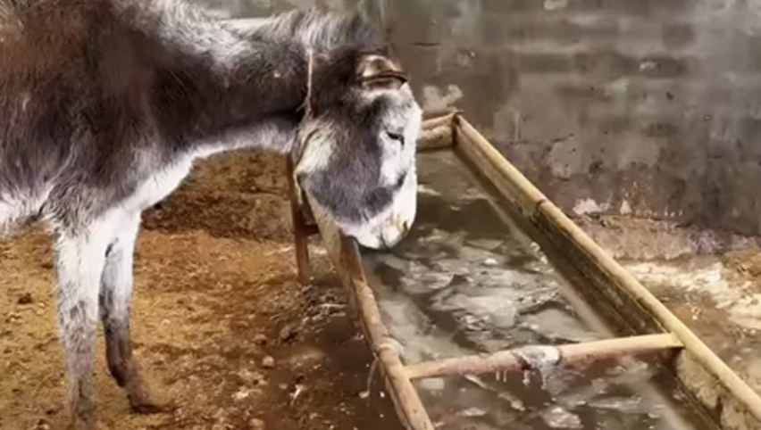 Сравнение раковин