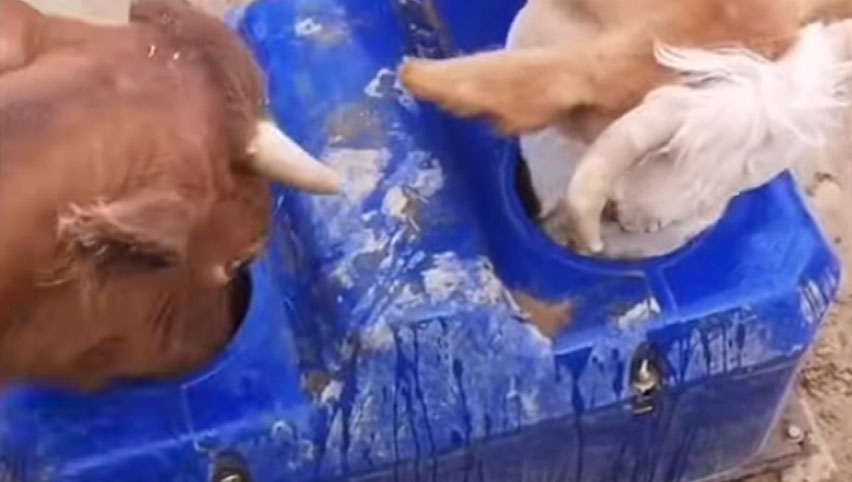 Водяные кормушки Terrui для крупного рогатого скота