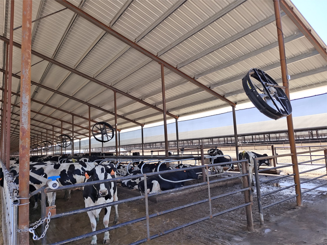 choosing-the-right-dairy-fan-for-your-farm-01.jpg