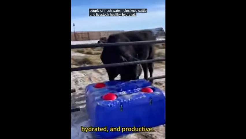 Ведро для кормления телят молоком